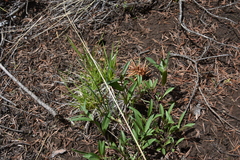 Penstemon procerus