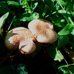 Pholiota terrestris