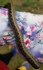 Thamnophis sirtalis sirtalis