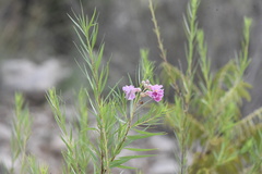 Chilopsis linearis