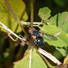 Tachinidae