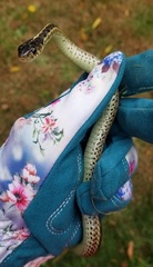 Thamnophis sirtalis sirtalis