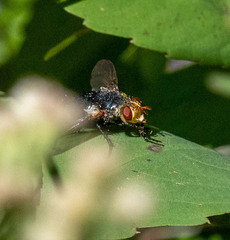 Tachinidae