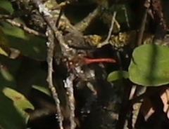 Sympetrum striolatum