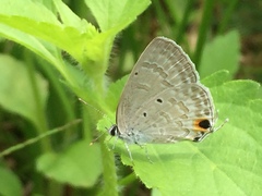 Catochrysops strabo strabo