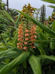 Hedychium coccineum