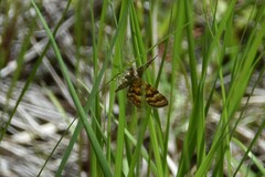 Epelis truncataria
