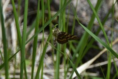 Epelis truncataria