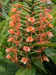 Hedychium coccineum