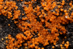 Hydropisphaera