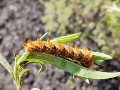 Apatelodes pudefacta