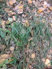 Brachypodium sylvaticum