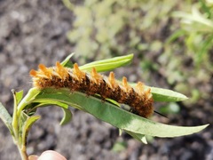 Apatelodes pudefacta