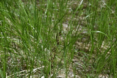 Gentianella amarella