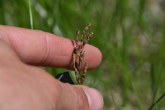 Gentianella amarella