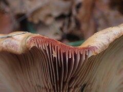 Lactarius sanguifluus