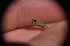 Gentianella amarella