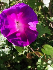 Ipomoea orizabensis
