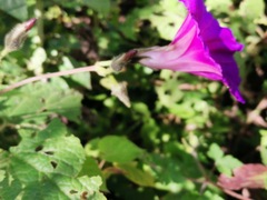 Ipomoea orizabensis