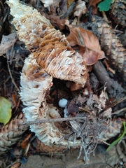 Asterophora parasitica