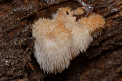 Hericium erinaceus
