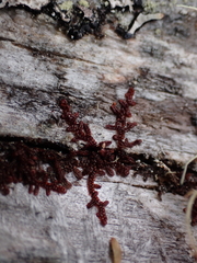 Frullania nisquallensis