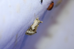 Chrysanympha formosa