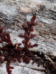 Frullania nisquallensis