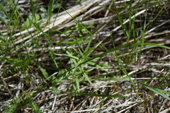 Galium boreale