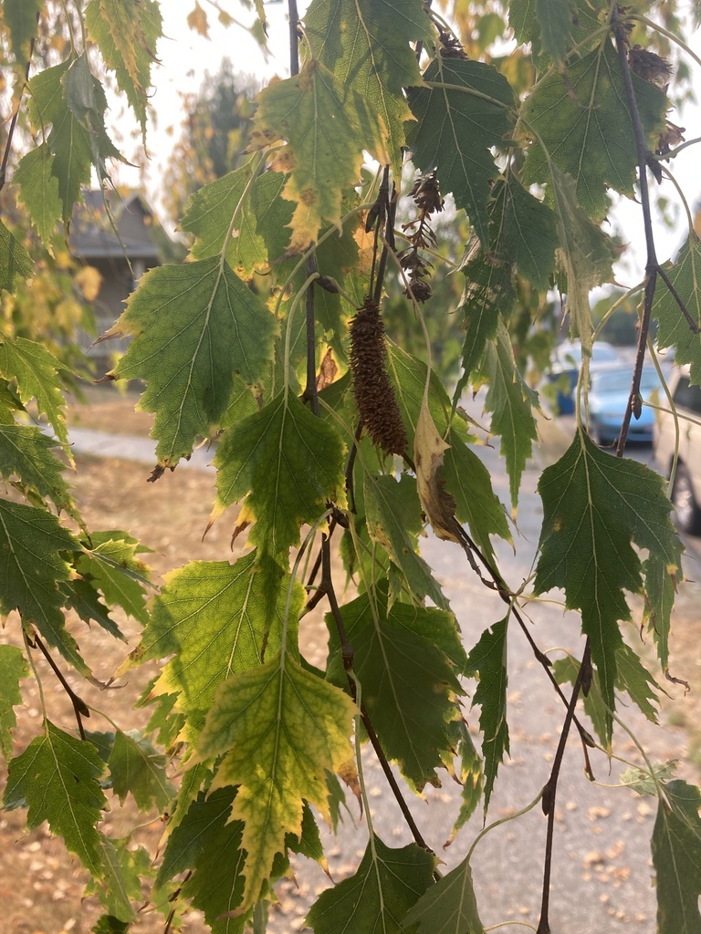 Silver Tree Washington silver birch from Avenue F, Snohomish, WA, US on October 17, 2022 at 10 ...