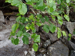 Alnus