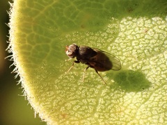 Limosininae