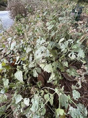 Golovinomyces cichoracearum