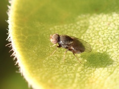 Limosininae