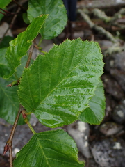 Alnus