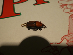Rhynchophorus ferrugineus
