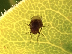 Limosininae