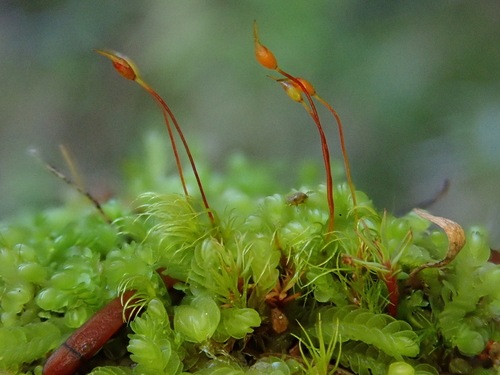 Awl-leaved Forklet-Moss (Dicranellopsis subulata)