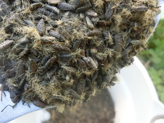 Anthocoridae