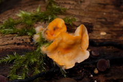 Lachnellula