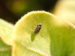 Limosininae