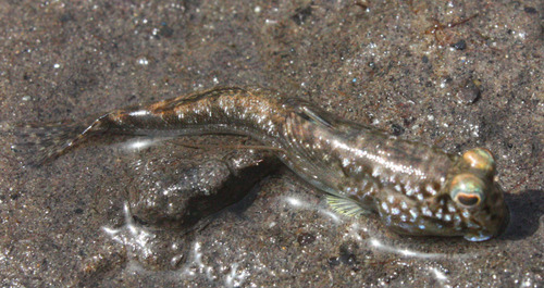 Periophthalmus barbarus