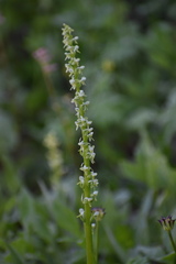Platanthera stricta