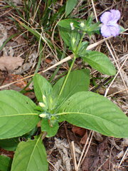 Ruellia strepens