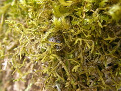 Bassaniana utahensis