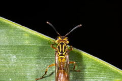 Myrapetra