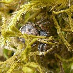 Bassaniana utahensis