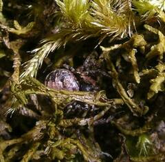 Bassaniana utahensis