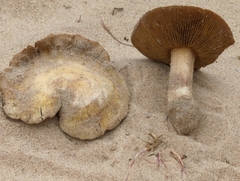 Inocybe serotina