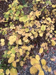Hamamelis virginiana